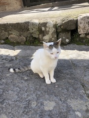 Felis catus