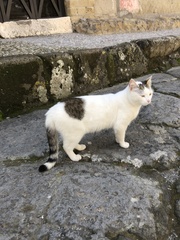 Felis catus