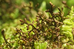 Porella arboris-vitae