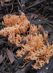 Ramaria samuelsii
