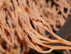 Ramaria samuelsii