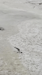 Chroicocephalus ridibundus