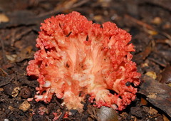Ramaria stuntzii