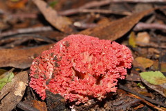 Ramaria stuntzii