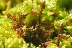 Porella arboris-vitae
