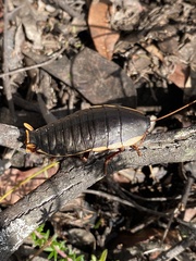 Polyzosteria limbata