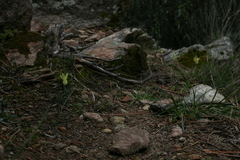 Narcissus triandrus pallidulus