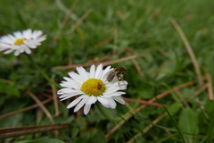 Lasioglossum laevigatum