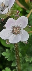 Erodium cicutarium