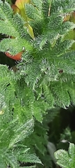 Erodium cicutarium