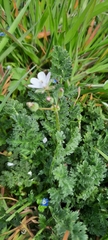 Erodium cicutarium