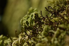 Porella arboris-vitae