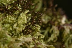 Porella arboris-vitae