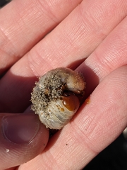 Pericoptus