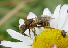 Lasioglossum laevigatum