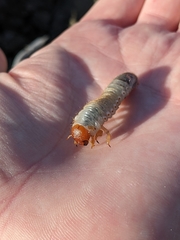Pericoptus