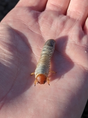 Pericoptus
