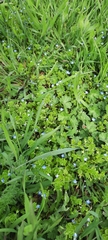 Veronica persica