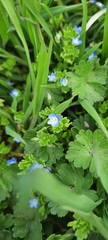 Veronica persica