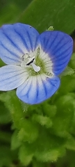 Veronica persica