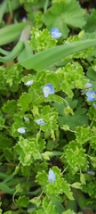 Veronica persica