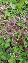 Lamium amplexicaule