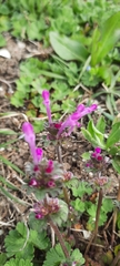 Lamium amplexicaule
