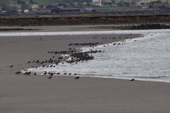 Limosa limosa