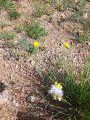 Haplophyllum dauricum