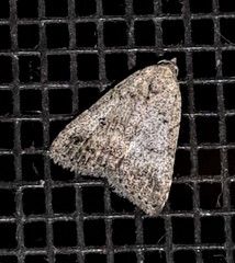 Tolpiodes oligolasia