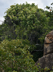 Stigmaphyllon australiense