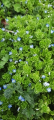 Veronica persica