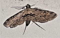 Parapoynx crisonalis