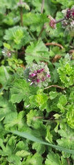 Lamium amplexicaule