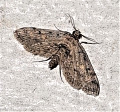 Parapoynx crisonalis