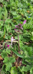 Lamium amplexicaule