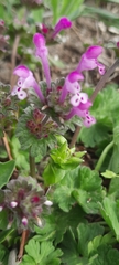 Lamium amplexicaule