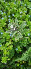Buglossoides arvensis