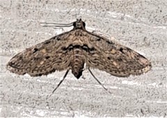 Parapoynx crisonalis