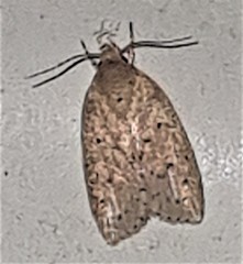 Brachynemata restricta