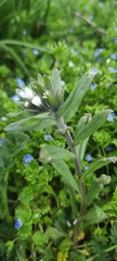 Buglossoides arvensis