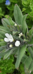 Buglossoides arvensis