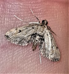 Parapoynx crisonalis