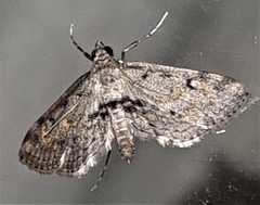 Parapoynx crisonalis