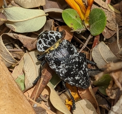 Capnodis