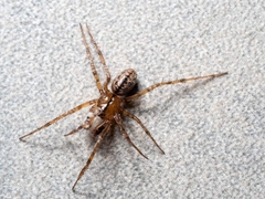 Stemonyphantes lineatus