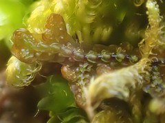 Porella arboris-vitae