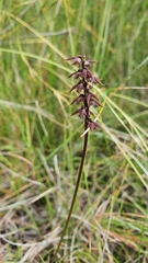 Genoplesium acuminatum