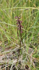 Genoplesium acuminatum
