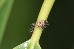 Dolichoderus thoracicus